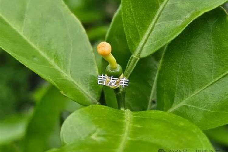 枇杷树保花保果打什么药最好