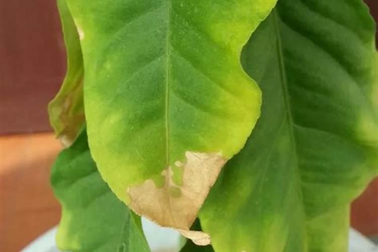 柠条为什第一年定植放叶后又叶子黄了这是什么情况？