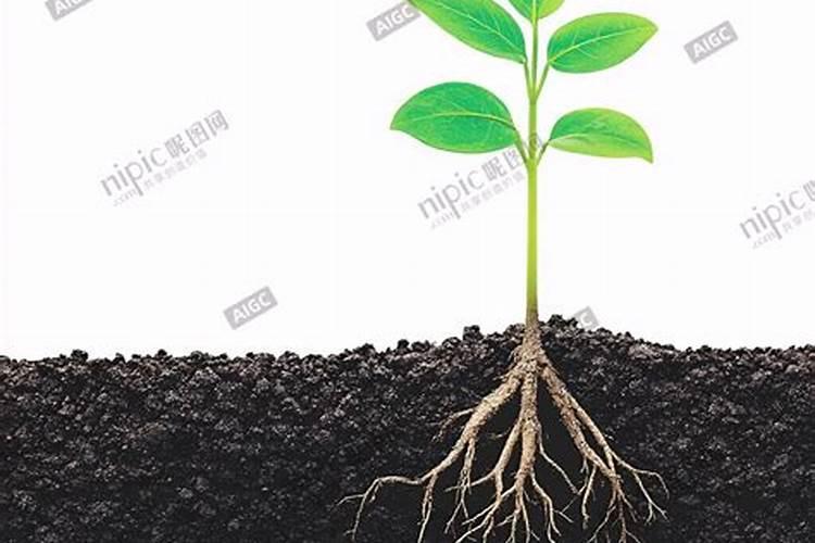 玉米用缩节胺主要是什么成分？原理是什么？