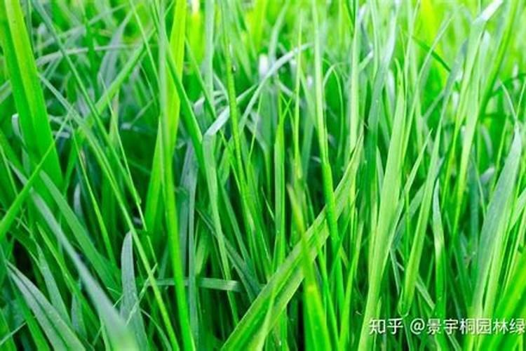 黑麦草的种植方法,施什么肥料较好