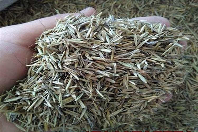 黑麦草的种植方法,施什么肥料较好