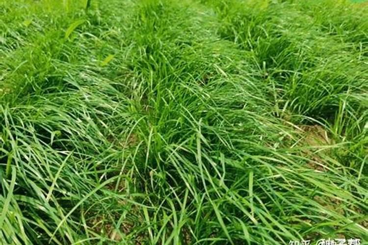 黑麦草一亩地施多少肥