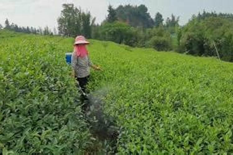 茶园如何施用叶面肥？