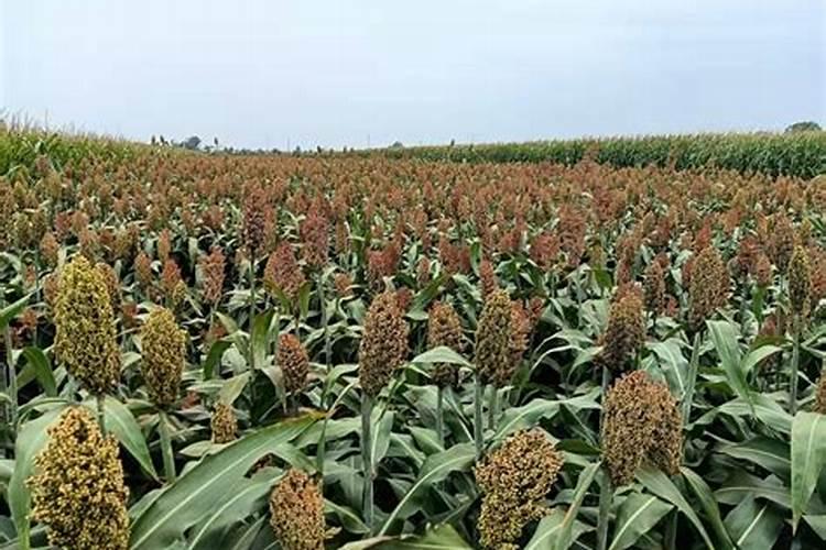 大蒜撒施肥料造成烧苗与卖肥料的有关吗？