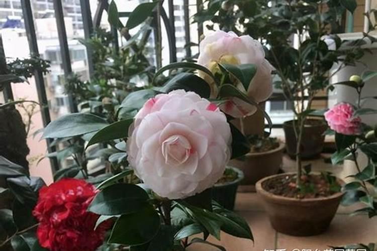 栀子花喜肥吗喜欢施什么肥料