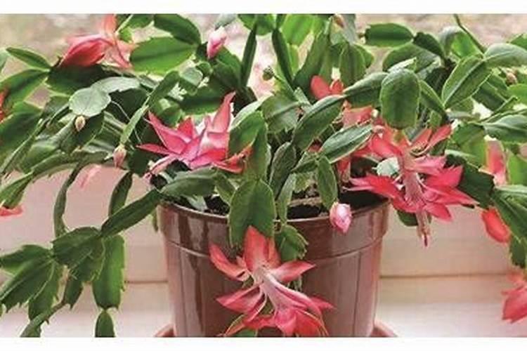蟹爪兰开花时能施肥吗