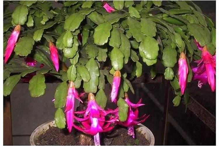 蟹爪兰有花苞能施肥吗 蟹爪兰有花苞施什么肥好