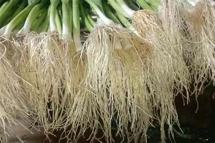 幸眠堂植物饮是真的假的