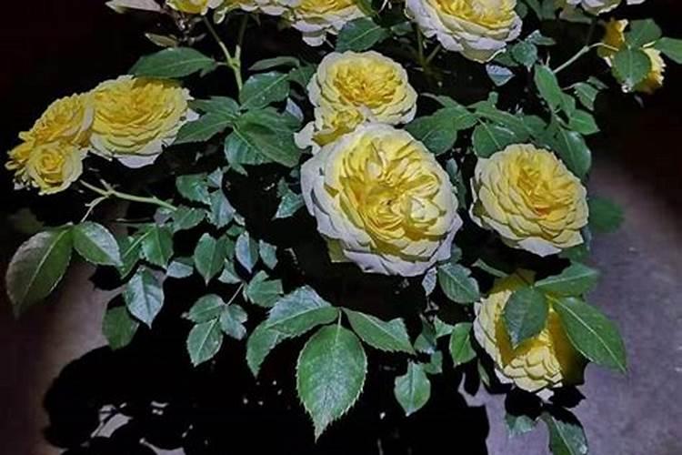 月季花苞期施什么肥