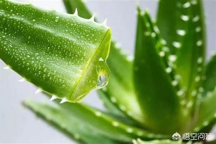 玉米矮壮素什么时候打最好