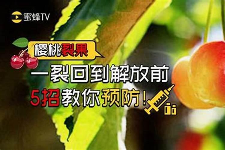 樱桃下雨怎样预防裂果