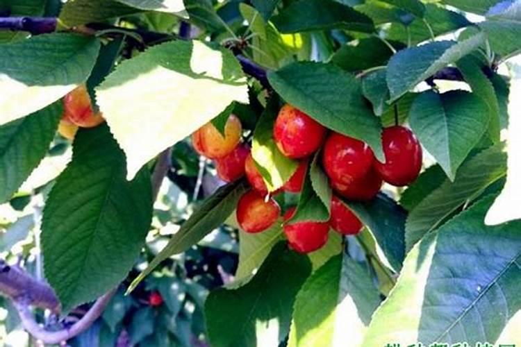 夏季樱桃树打什么叶面肥好