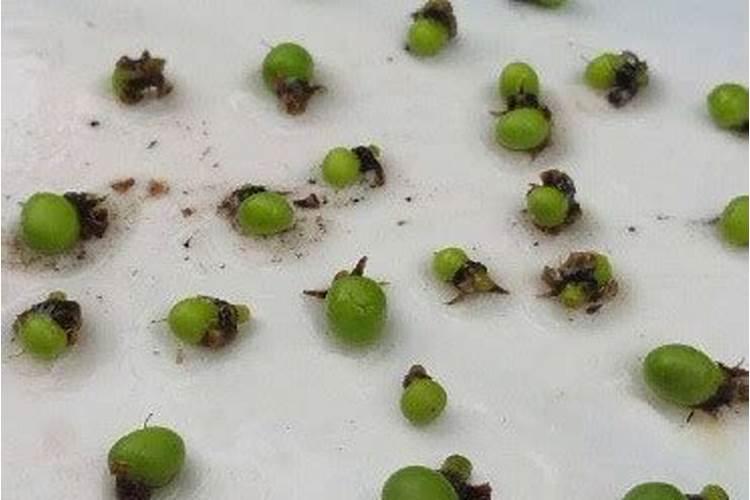 樱桃树用什么叶面肥