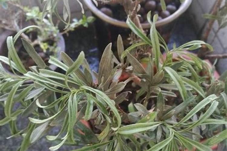 佛乐牌皮复康喷剂的适用范围？