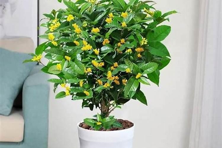 桂花树肥料能给石榴树用吗？