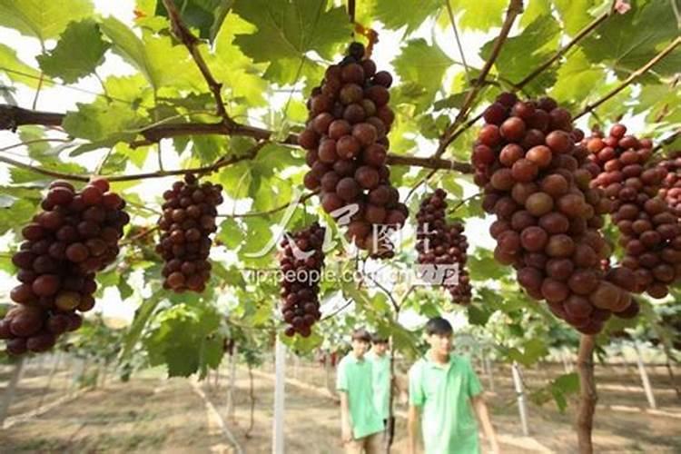 种葡萄用什么肥料？