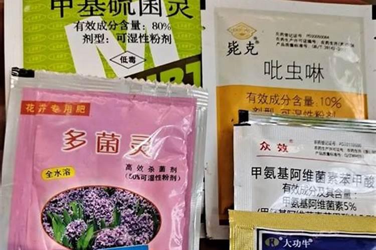 草莓缓苗需要几天