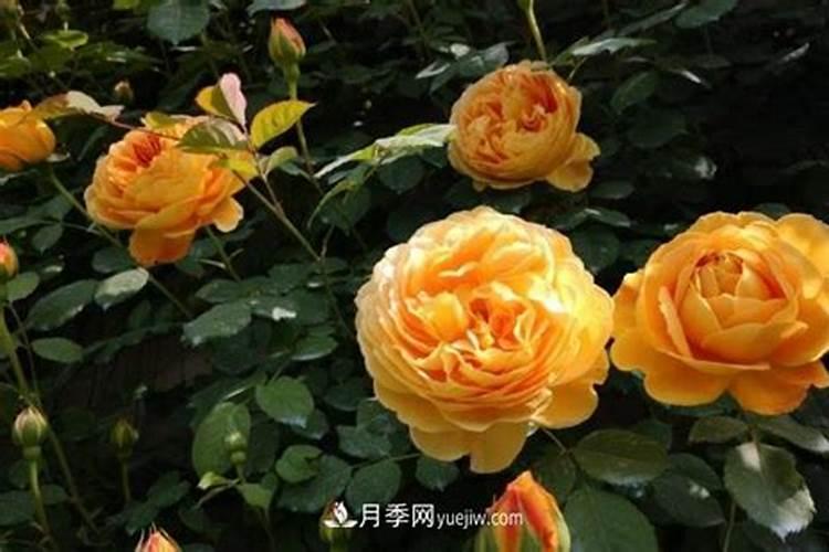 有哪些花能用氮肥