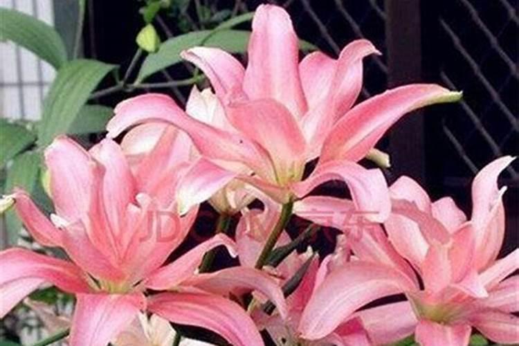 百合种球刚种需要施肥吗
