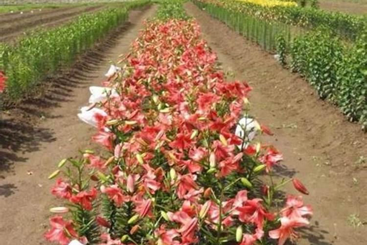 为什么植物要施肥？