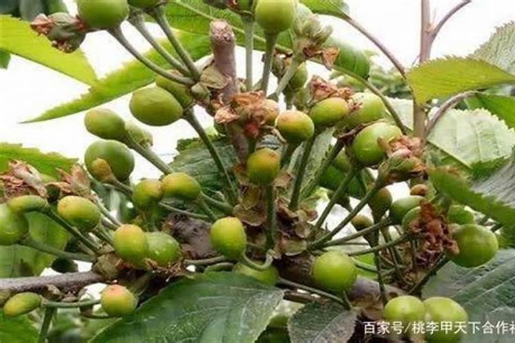 玫瑰黄叶的原因是什么 三大原因