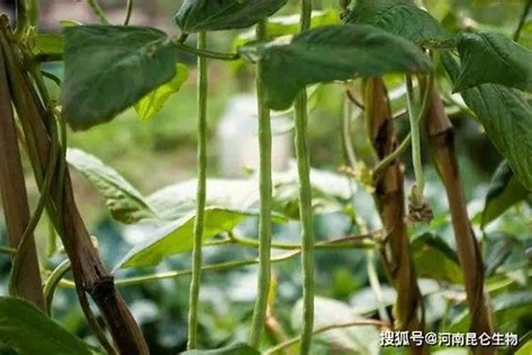 种植豆角的时候,施氮肥可以提高产量吗？