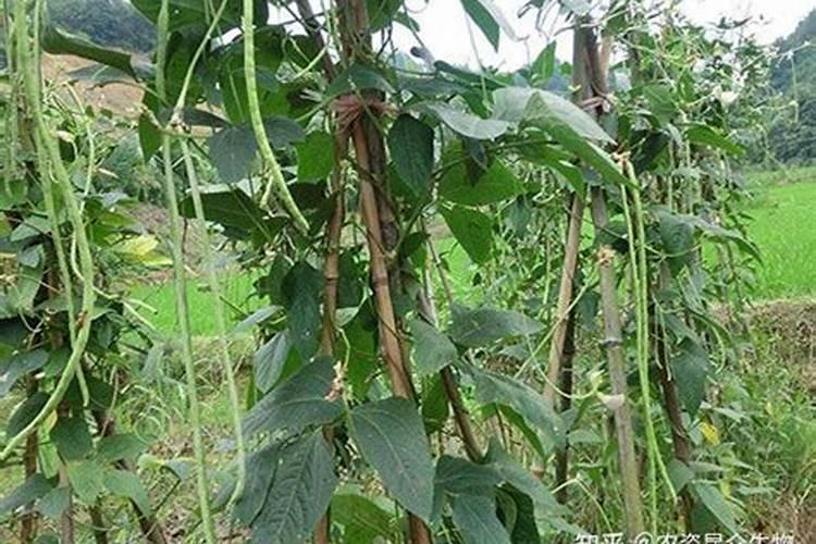 豆角用什么肥料 豆角用氮肥对吗