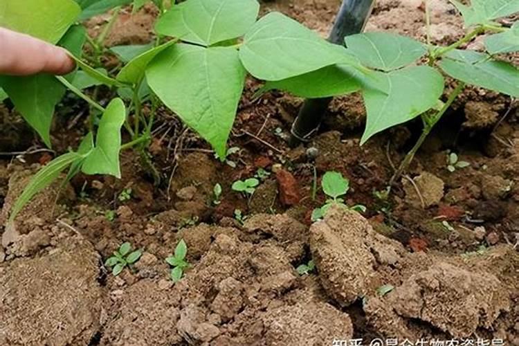 种植豆角施肥时,最好选择什么化肥呢？