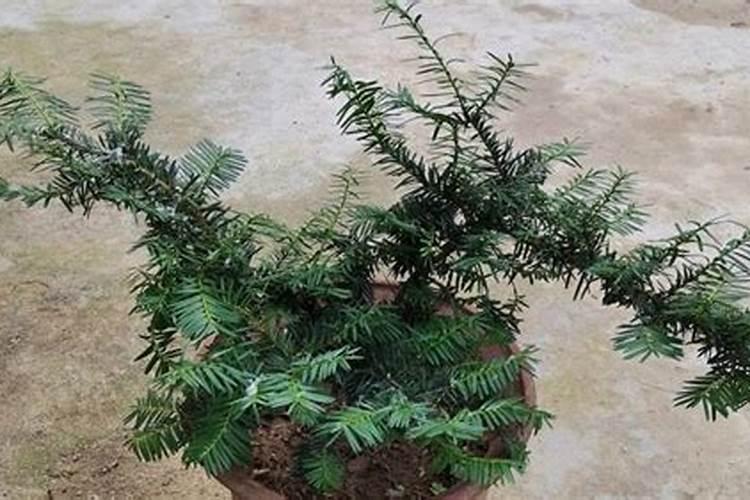 蟹爪兰叶子变薄变软了怎么办,6个技巧对症下药