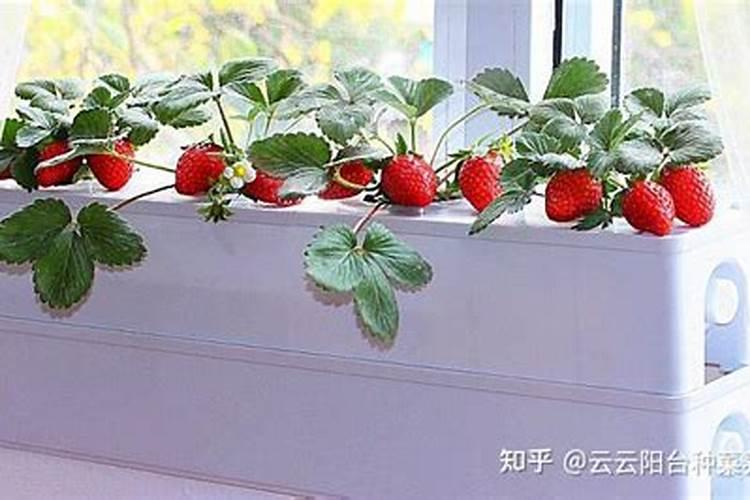 碧护和芸苔素哪个最好？