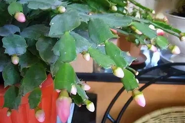 蟹爪兰花谢后怎么养护开二次花