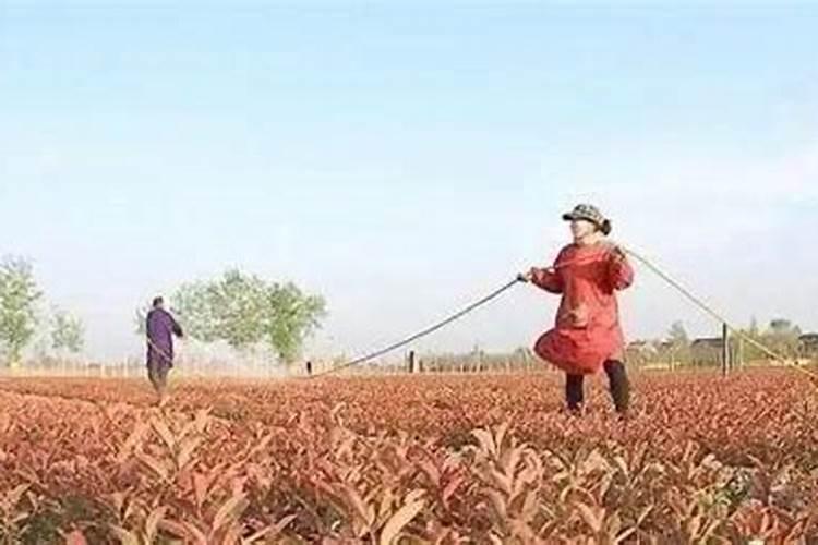 种菜复合肥怎么使用正确 多久施一次