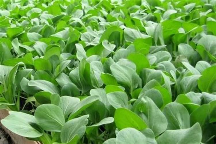 小白菜用什么肥料最好