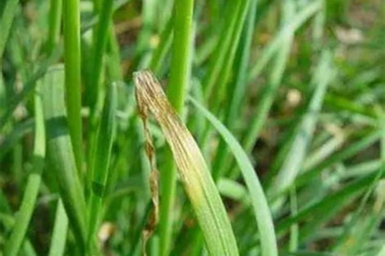 我家的金钱树叶子都变黄了,正确的种植方法是怎样呢？