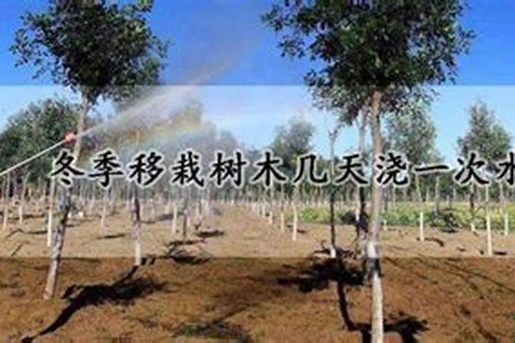 大树移栽后多久施肥 移栽后多久给大树施肥？