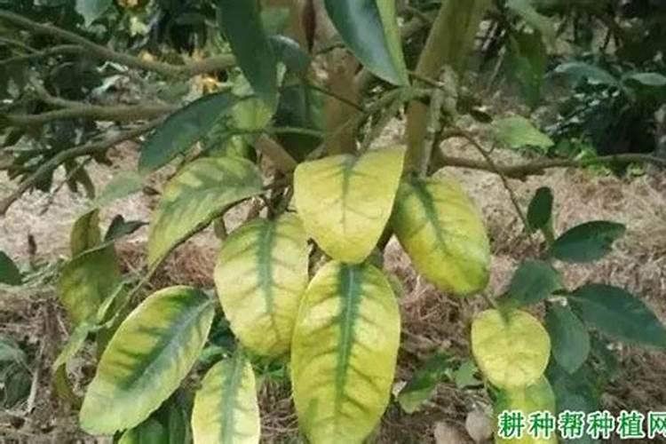 大姜种的时候都用什么肥料