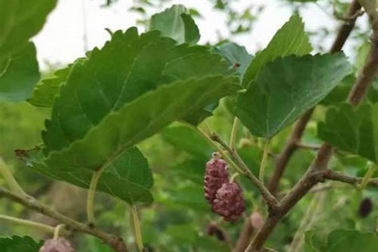 桑树施肥方法大全