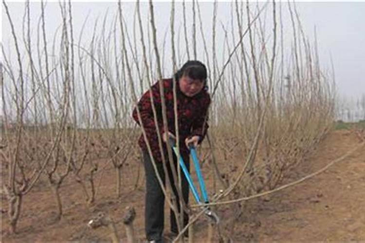 桑树施肥方法大全