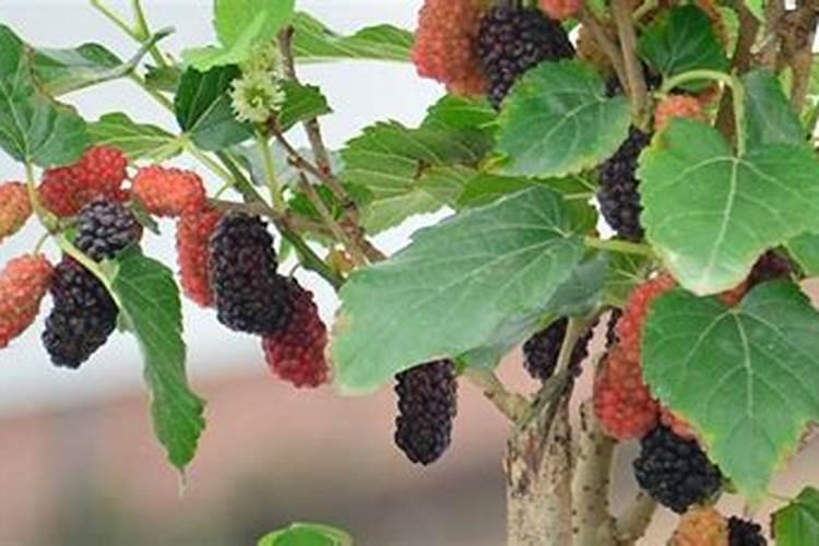 桑葚用什么肥料产量高？如何有效促进桑葚膨大？