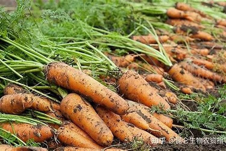 软枣子树追肥用氯化钾好还是硝酸钾好？