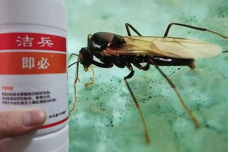种石斛的盆内有很多蚂蚁怎么办