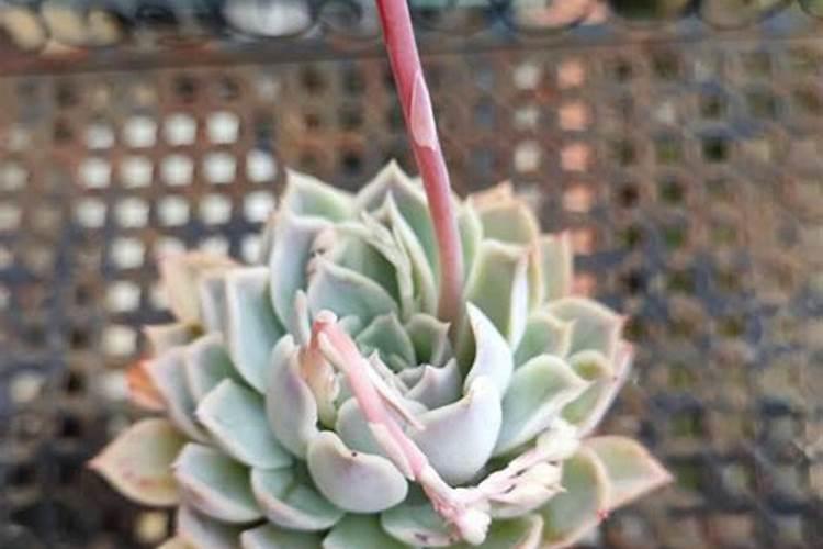 大量香椿怎么长期保鲜 大量香椿如何长期保鲜
