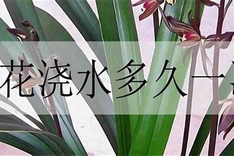 兰花多久施叶面肥适宜 合适的兰花叶面肥施用时间是多久？