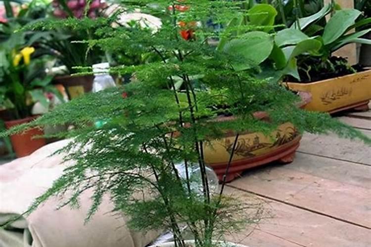 金钱树用什么肥料