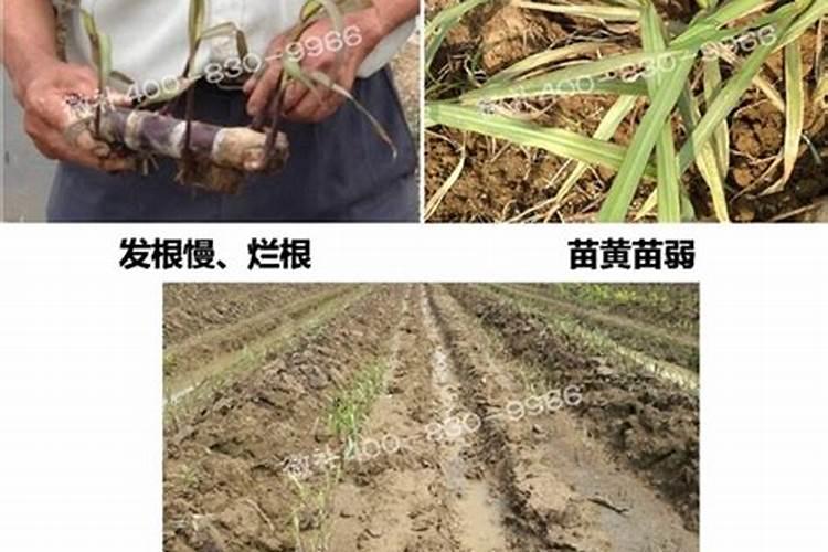 碳酸氢铵使用注意事项