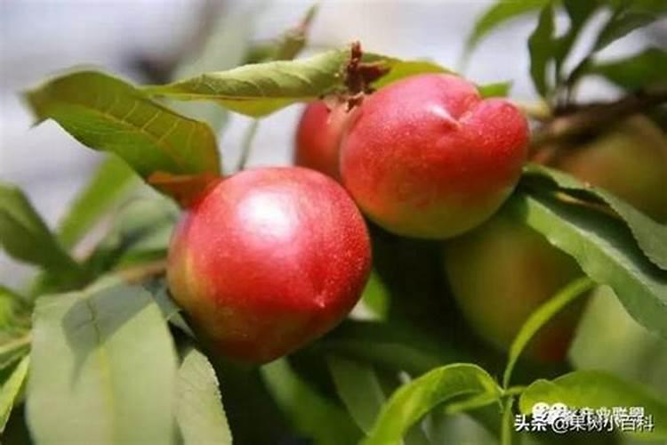 这果树栽在庭院里,好打理,不用经常浇水,果子香甜多汁,有营养