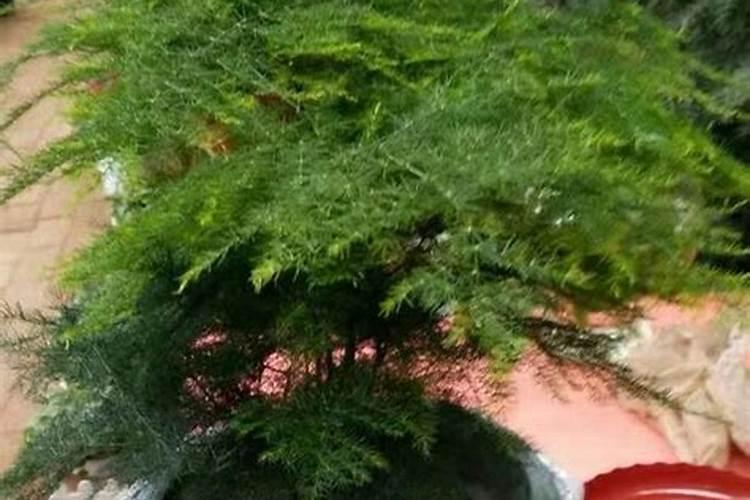 文竹浇什么肥最好