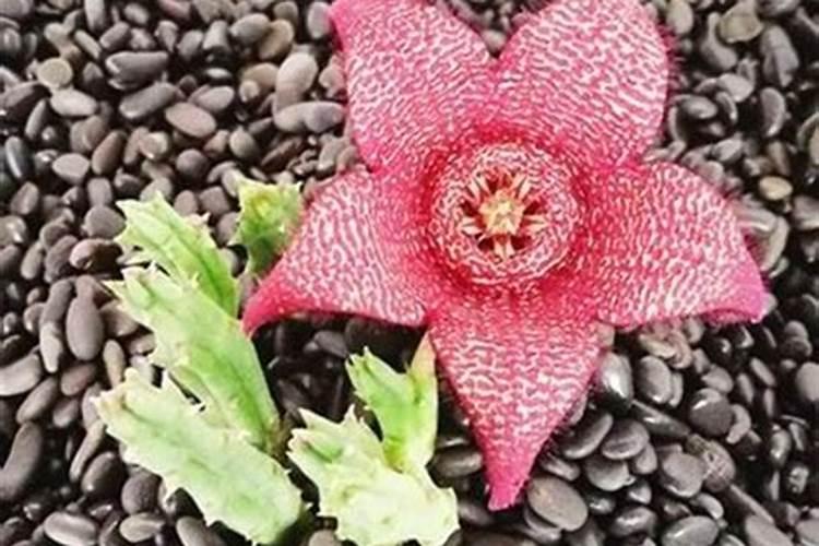 韭菜用什么肥料