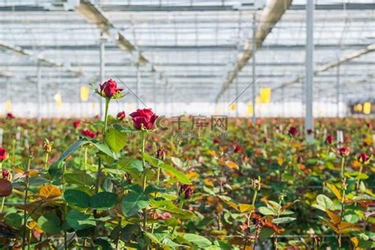 月季花喜肥吗 喜欢施什么肥料