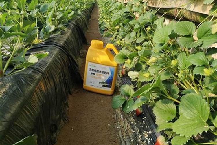 草莓膨果用啥水溶肥好
